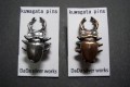 kuwagata��pins